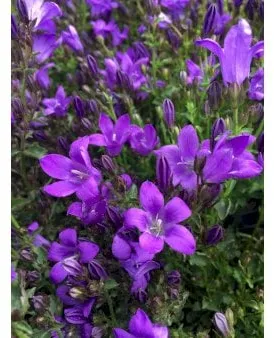 Krypande klockblomma