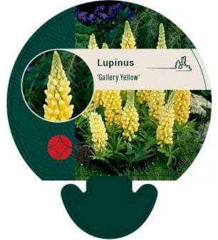 Perenn-Lupin
